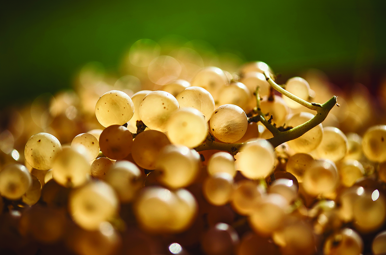 Central and Eastern Europe&rsquo;s grape varieties
