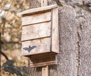 Wooden bat box attached to a tree