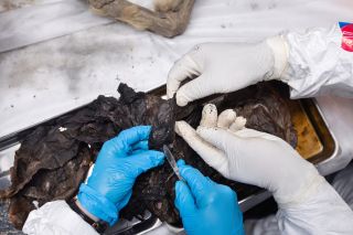 the black organs of a mummified wolf