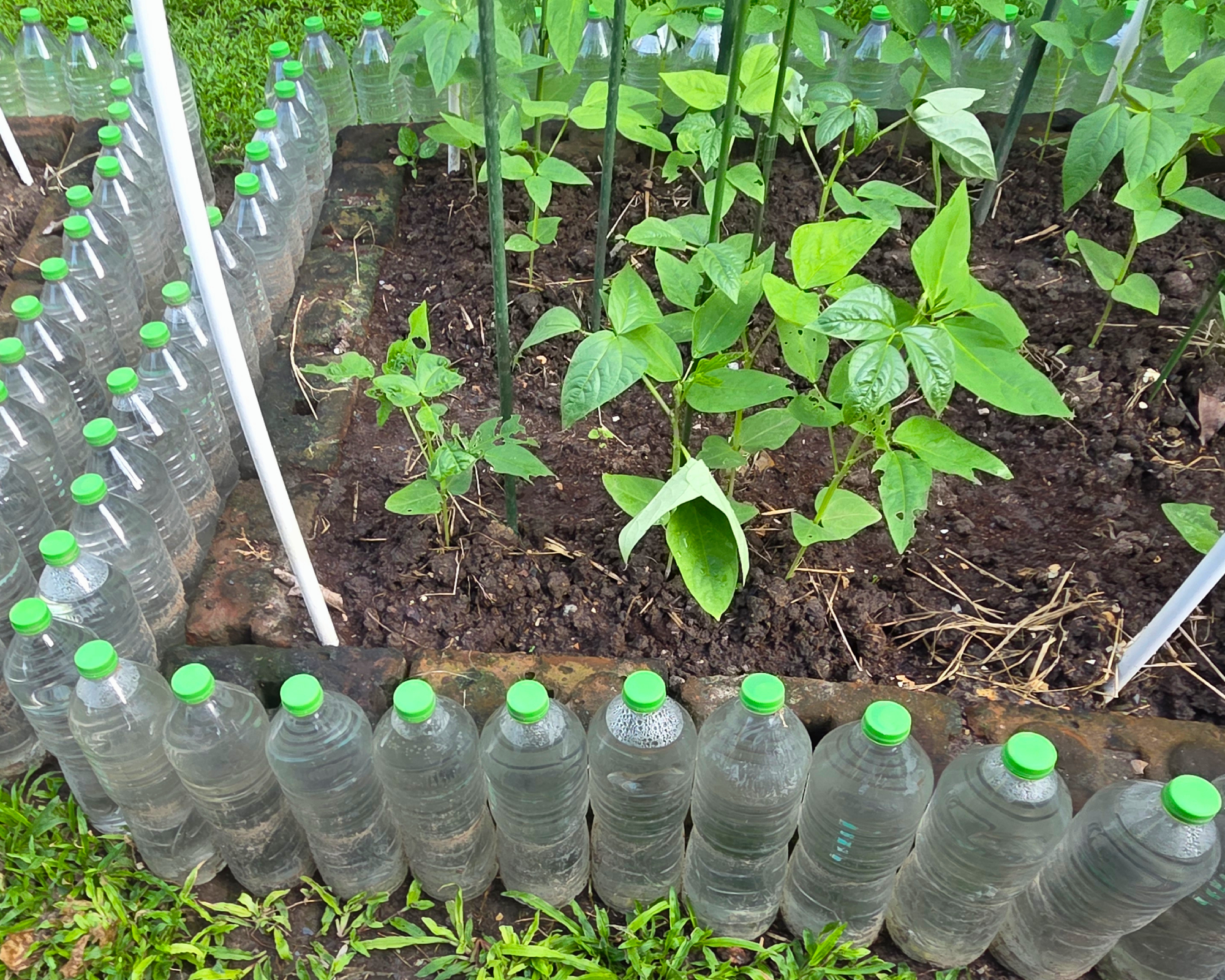water bottles surrounding raised bed garden