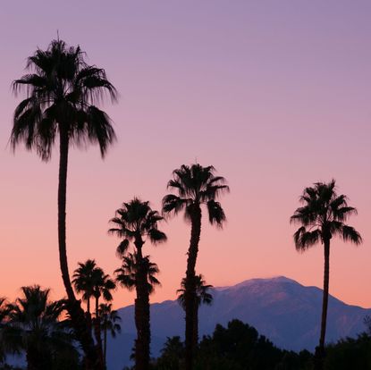 d49ep6 palm trees and san jacinto mountains at dusk rancho mirage, california