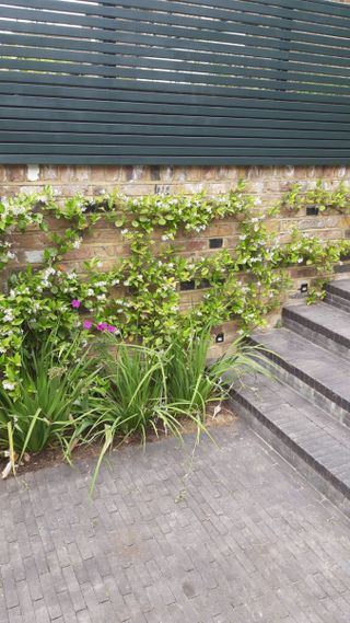 paved path and steps with climbing plants growing up a brick wall