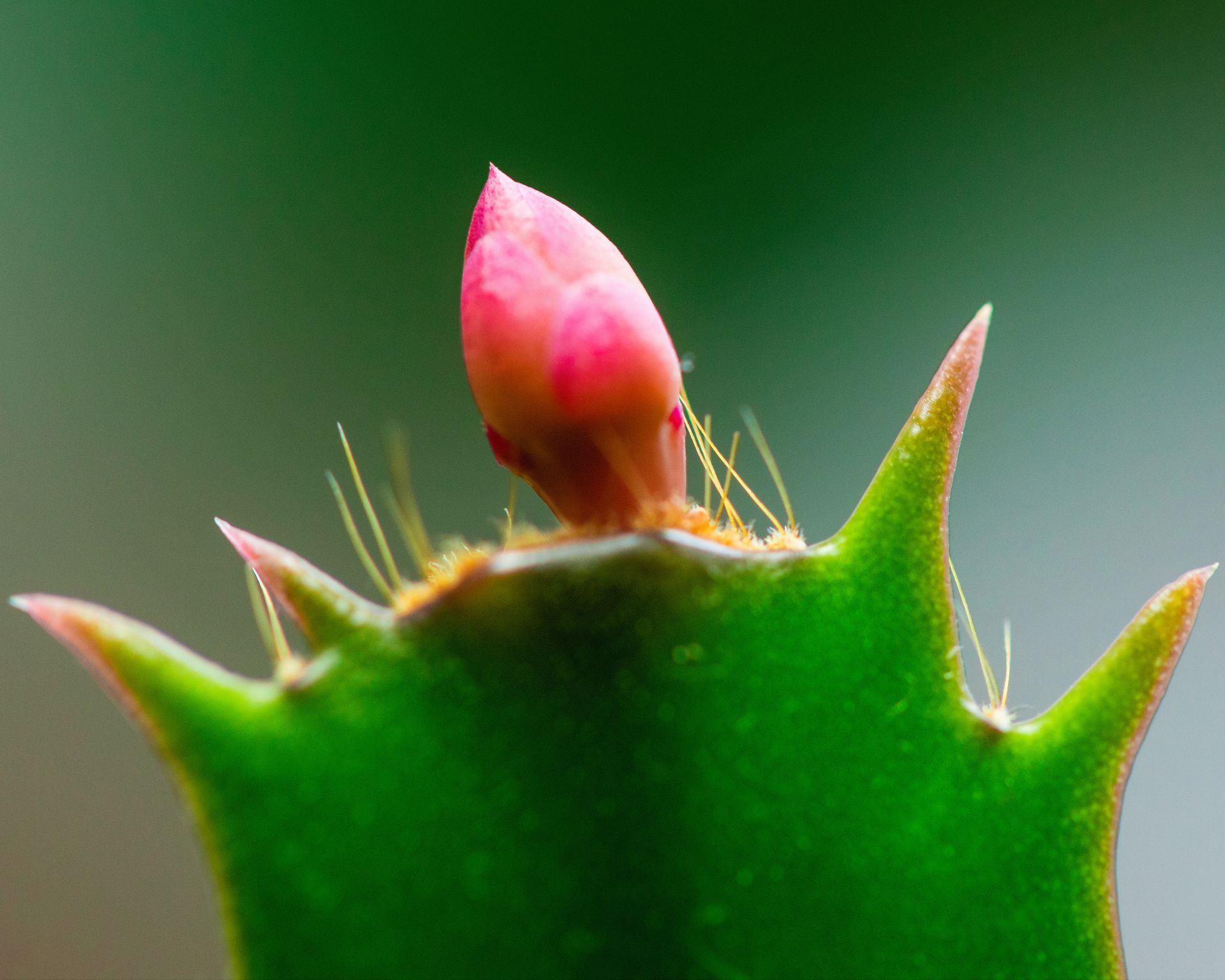 bud on a Christmas cactus plant