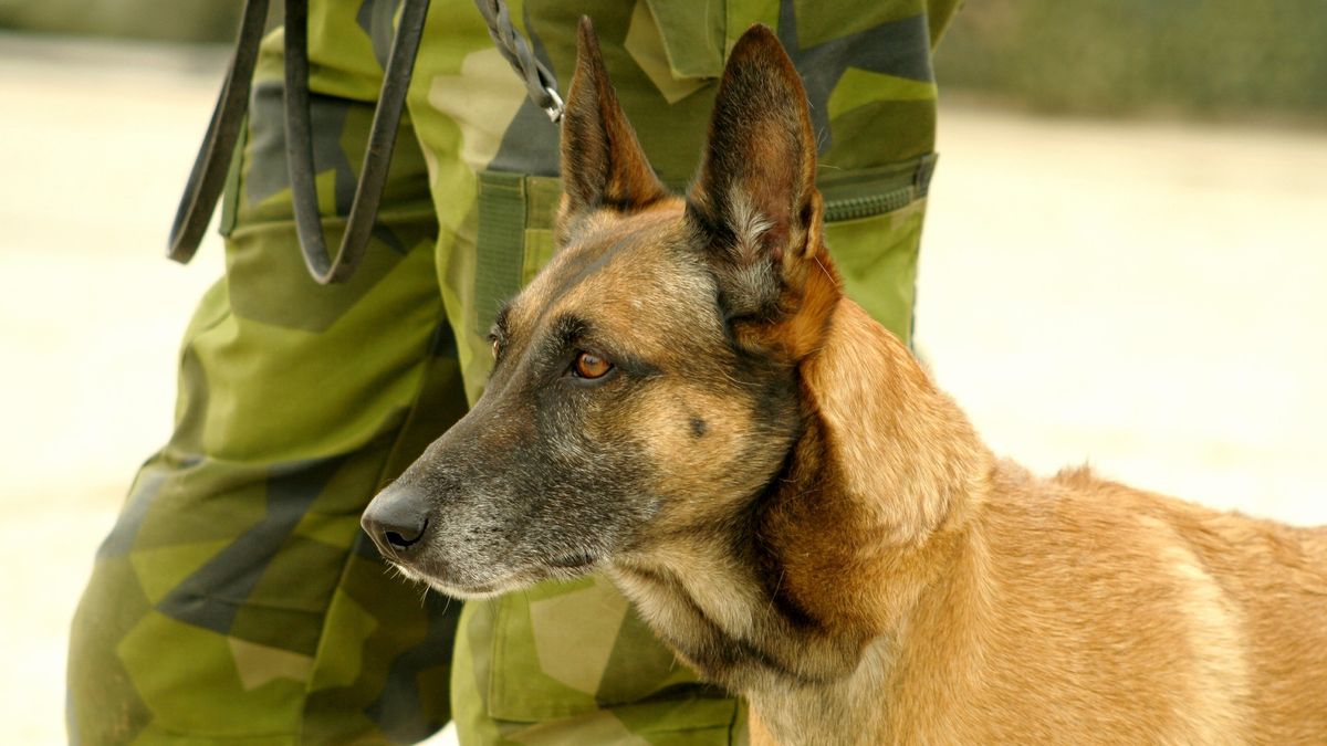 National K9 Veterans Day