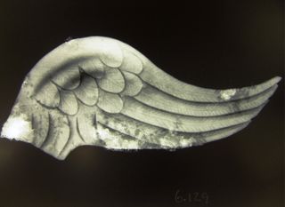 An X-ray shows the detailed plumage and feathers on the wing.