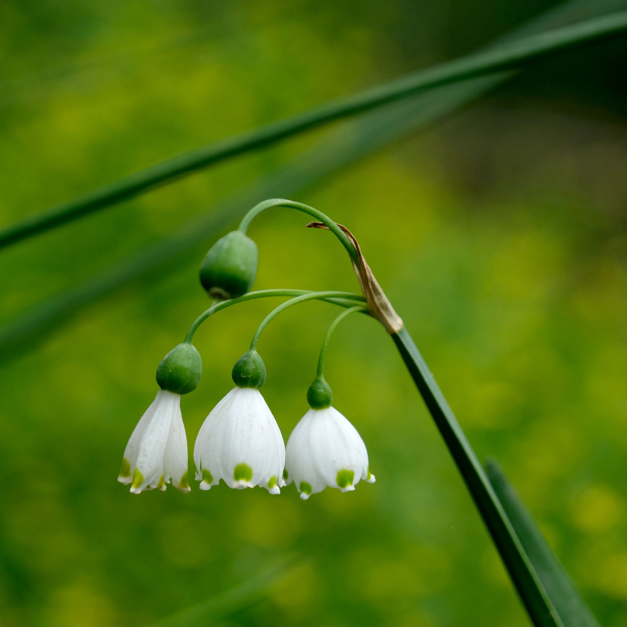 summer snowflake by Anadolu on GettyImages-2149500381