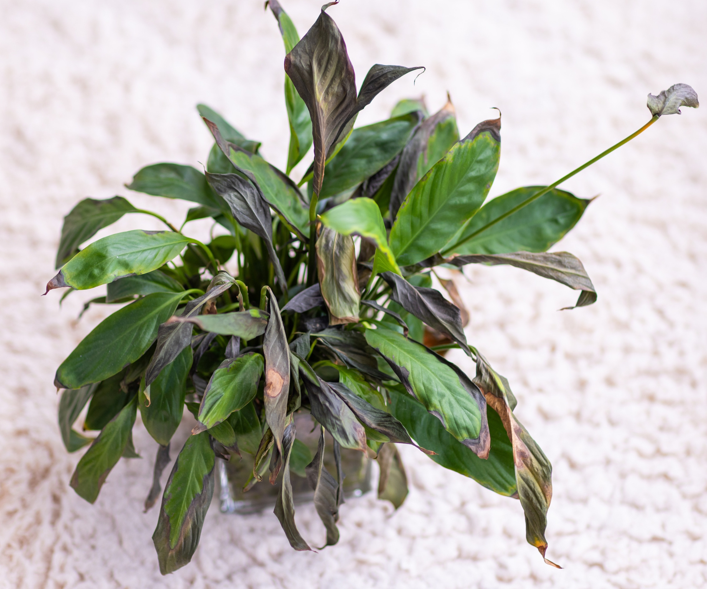 Peace Lily with black mushy damaged leaves
