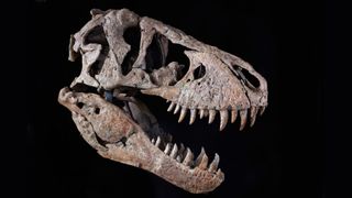 photo of a large t rex skull against a black background