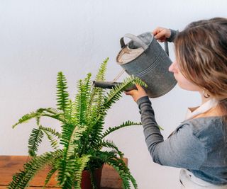 Watering an indoor fern