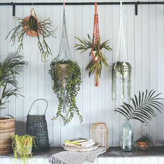 Hanging houseplants against a background of white wall panelling