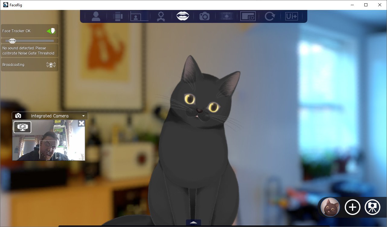Cats webcam. FACERIG кот. Фейс риг. FACERIG Кэти.