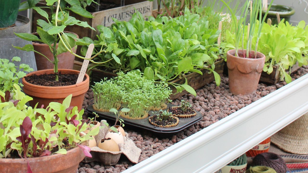 Cress and salad leaves growing on gravel table in greenhouse at RHS Chelsea Flower Show 2023