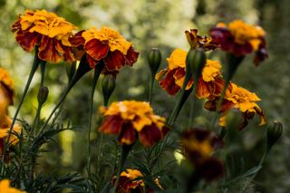 french marigolds