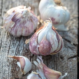 bulbs of full grown garlic 