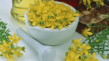 St. John's wort in a mortar and pestle