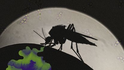 Photo collage of a mosquito silhouette against the moon.