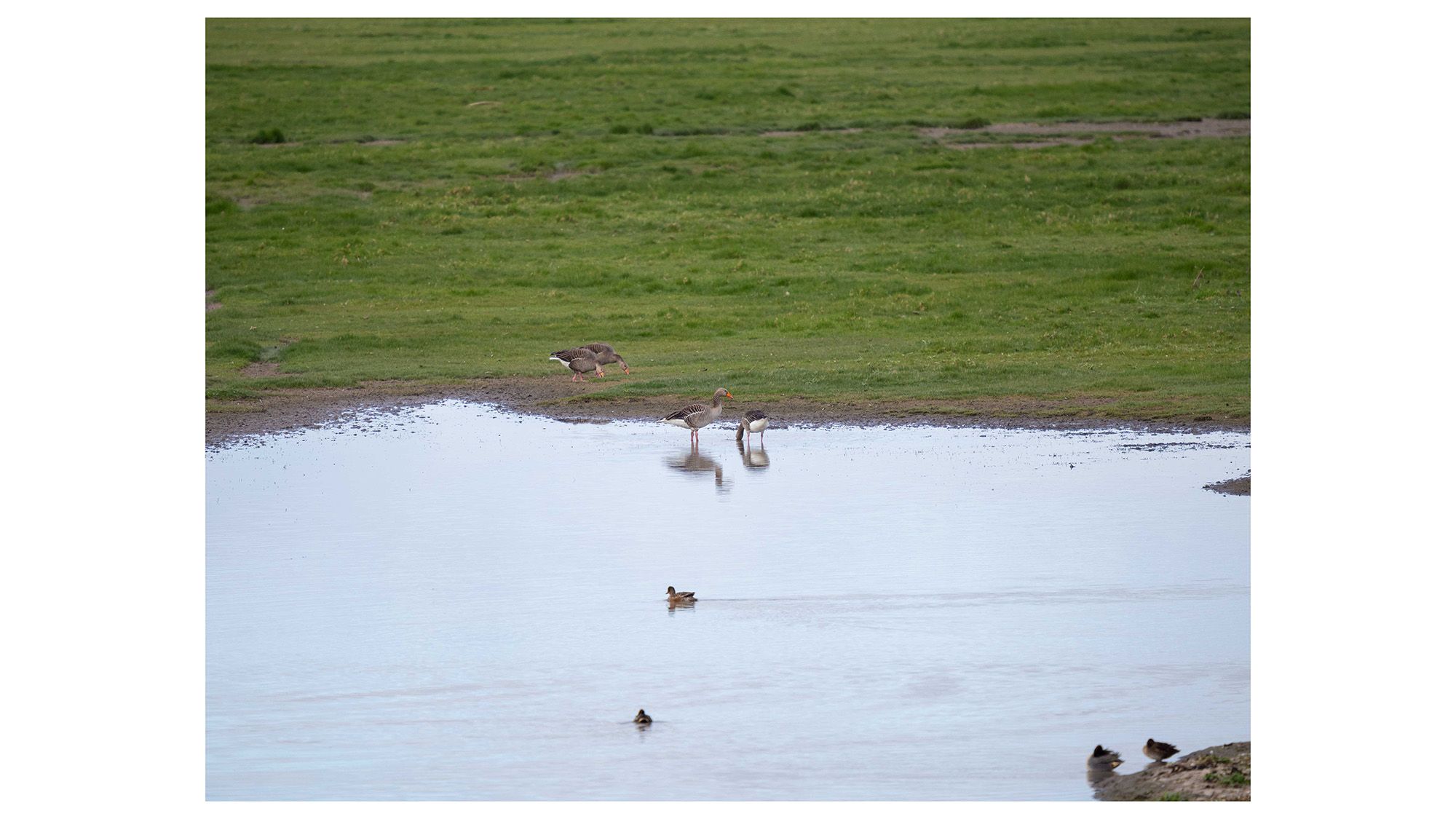 Birds at Slimbridge Wetland Centre on a lake surrounded by green grass 