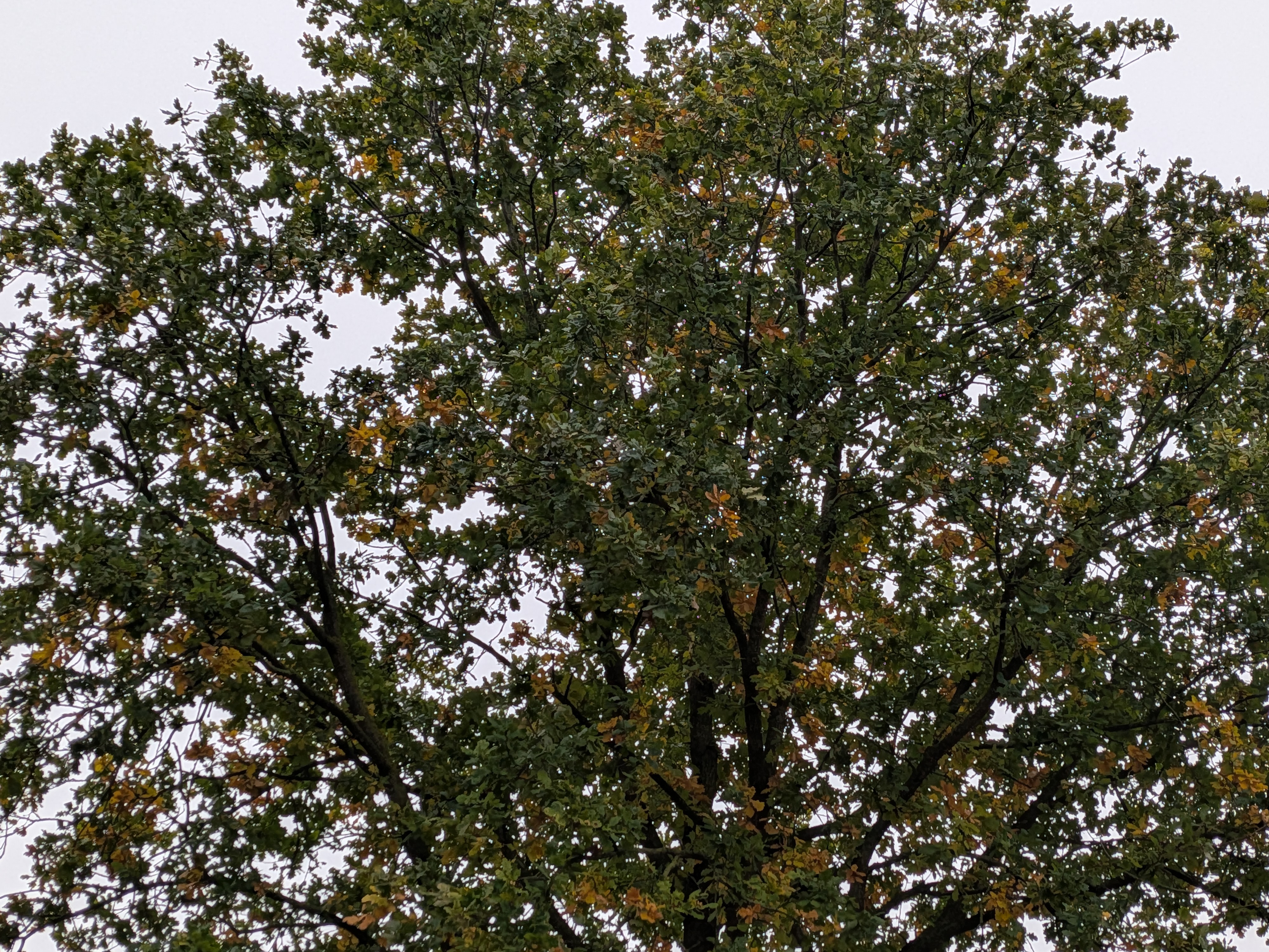 Google Pixel 10 Pro Fold