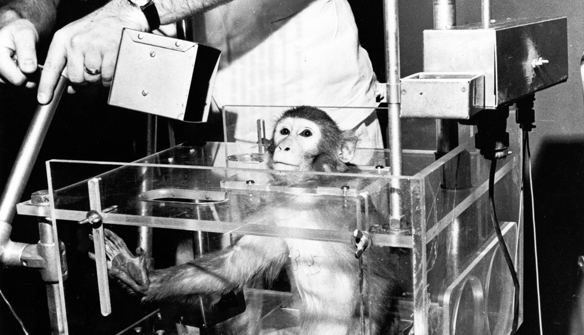 A black and white photo shows a monkey in a cart with a person standing behind them.
