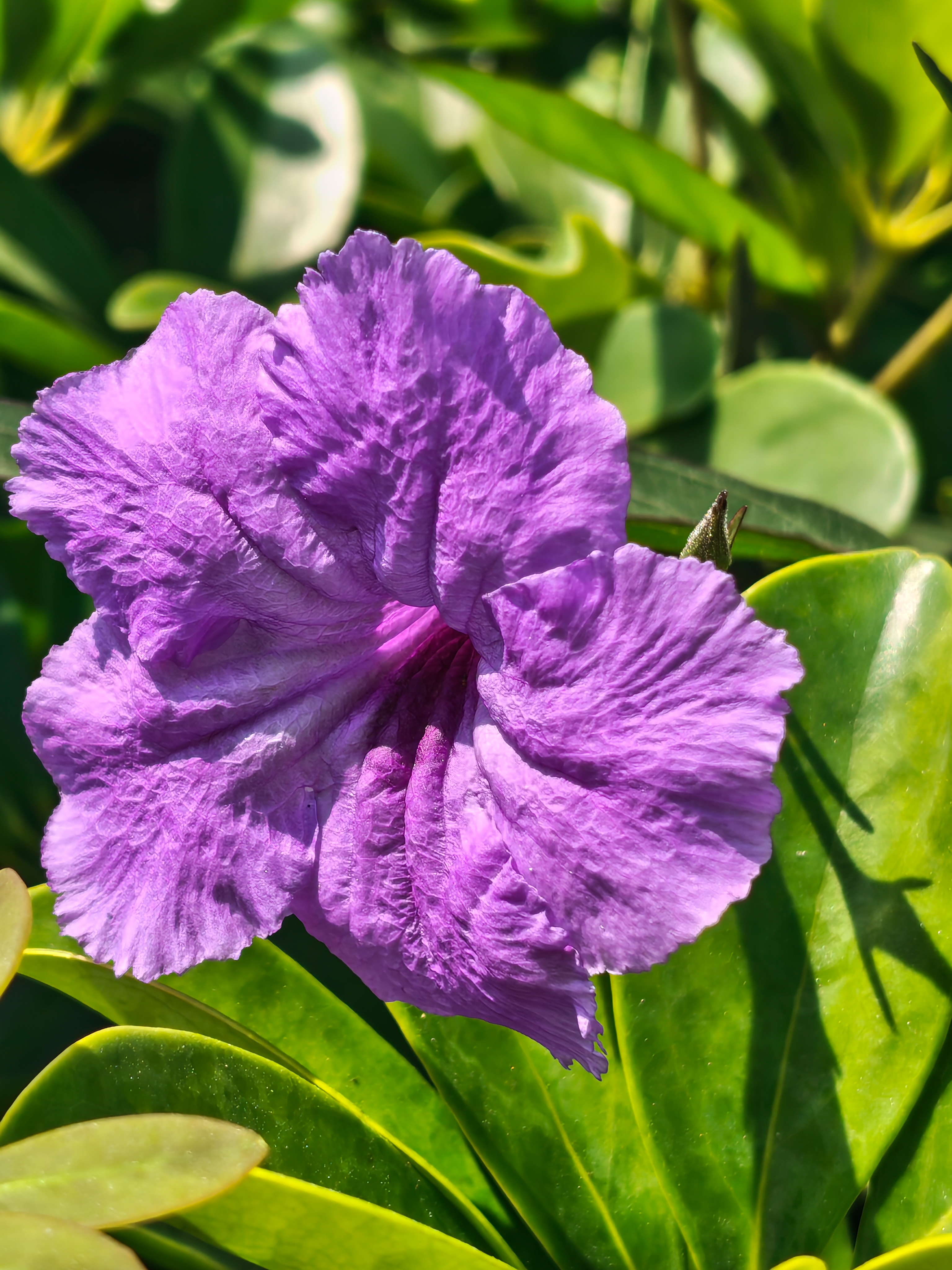 A vibrant macro photograph of a single purple Mexican Petunia flower. The petals have a delicate, crinkled texture and radiate from a dark purple center. The flower is surrounded by lush green, oval-shaped leaves that are bathed in bright sunlight.