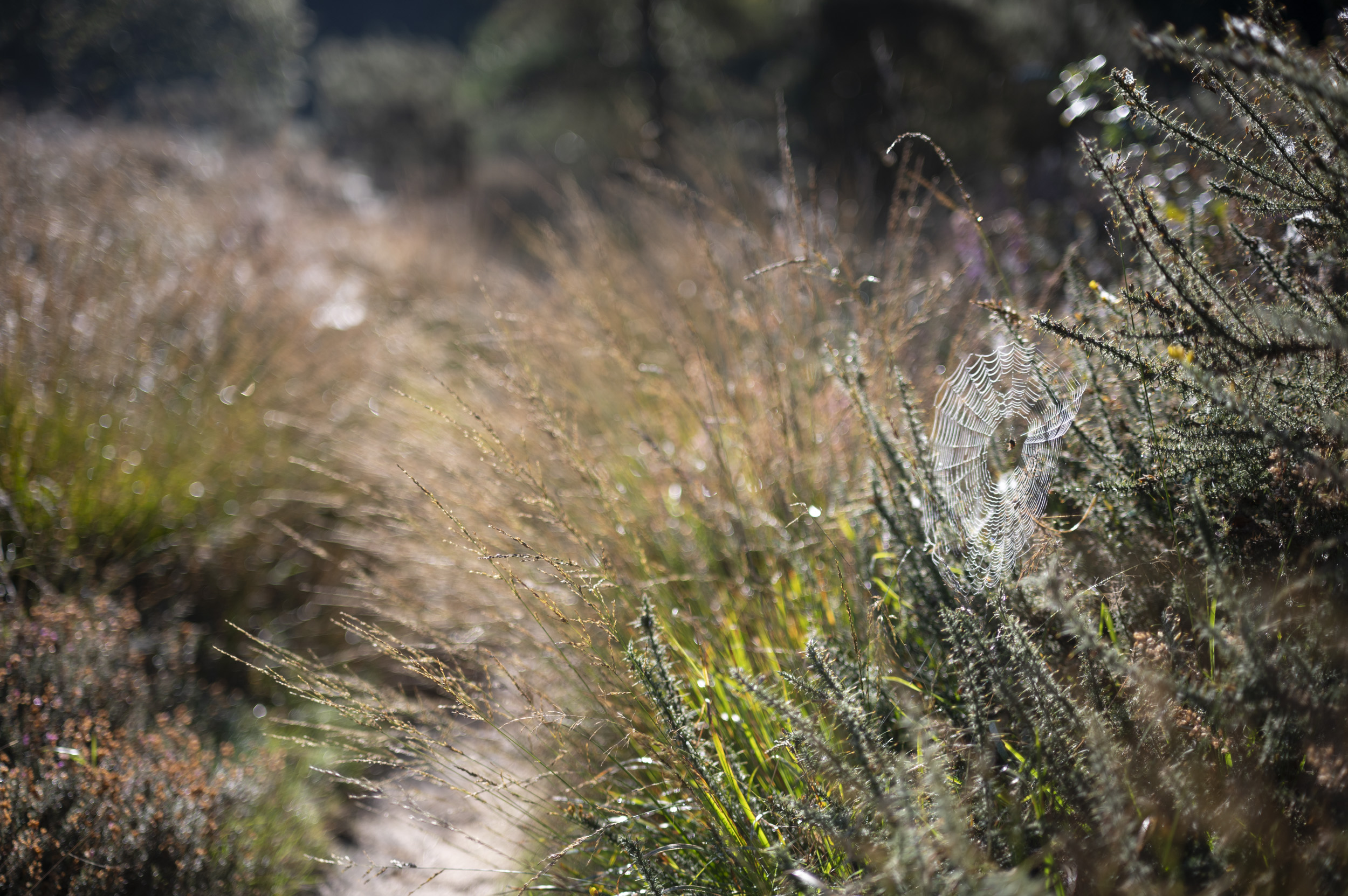 Footpath lined with long grass at first light, taken with the Nikon Z 50mm f/1.4 lens