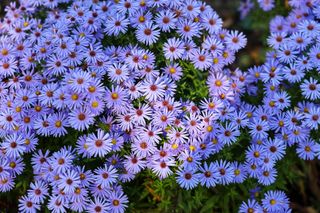 Lavender aster flowers