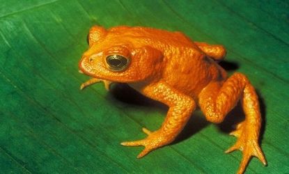 A golden toad.
