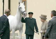Queen-lipizzaner.jpg