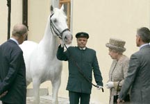 Queen-lipizzaner.jpg