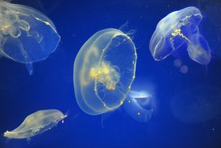 A school of adult moon jellyfish (Aurelia aurita). 