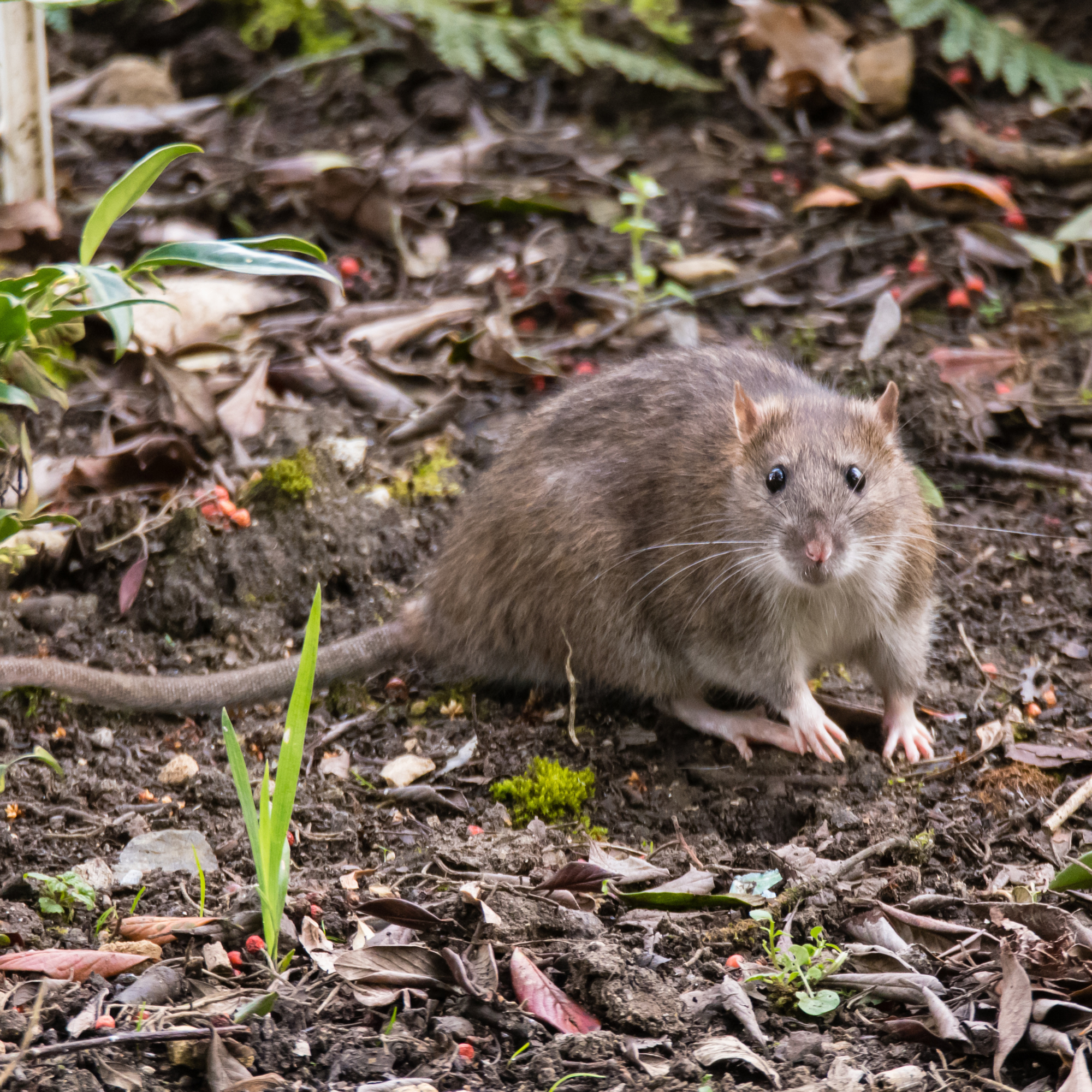 Brown rat looking into the camera.