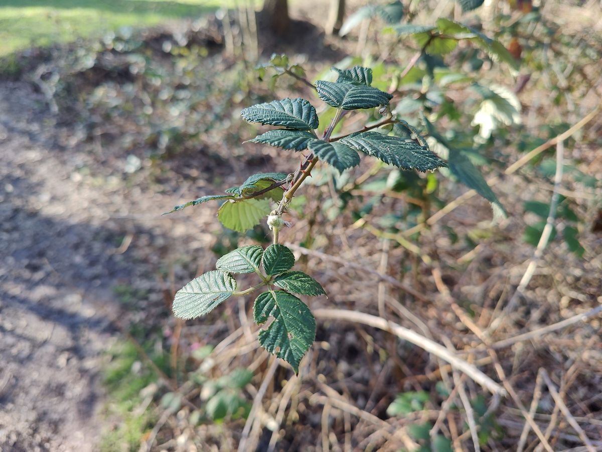 OnePlus 9 Pro camera samples