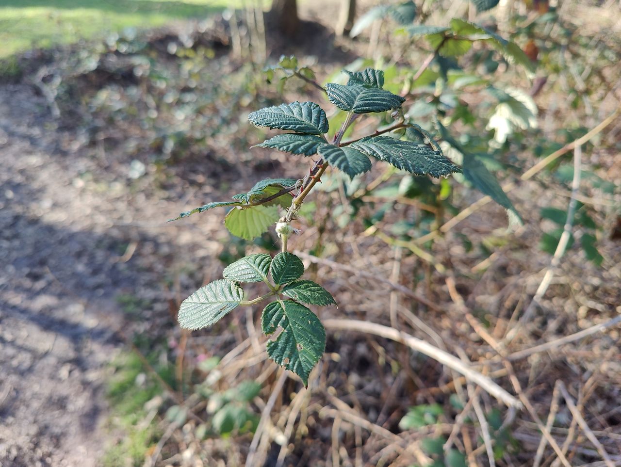 OnePlus 9 Pro camera samples