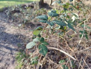 OnePlus 9 Pro camera samples