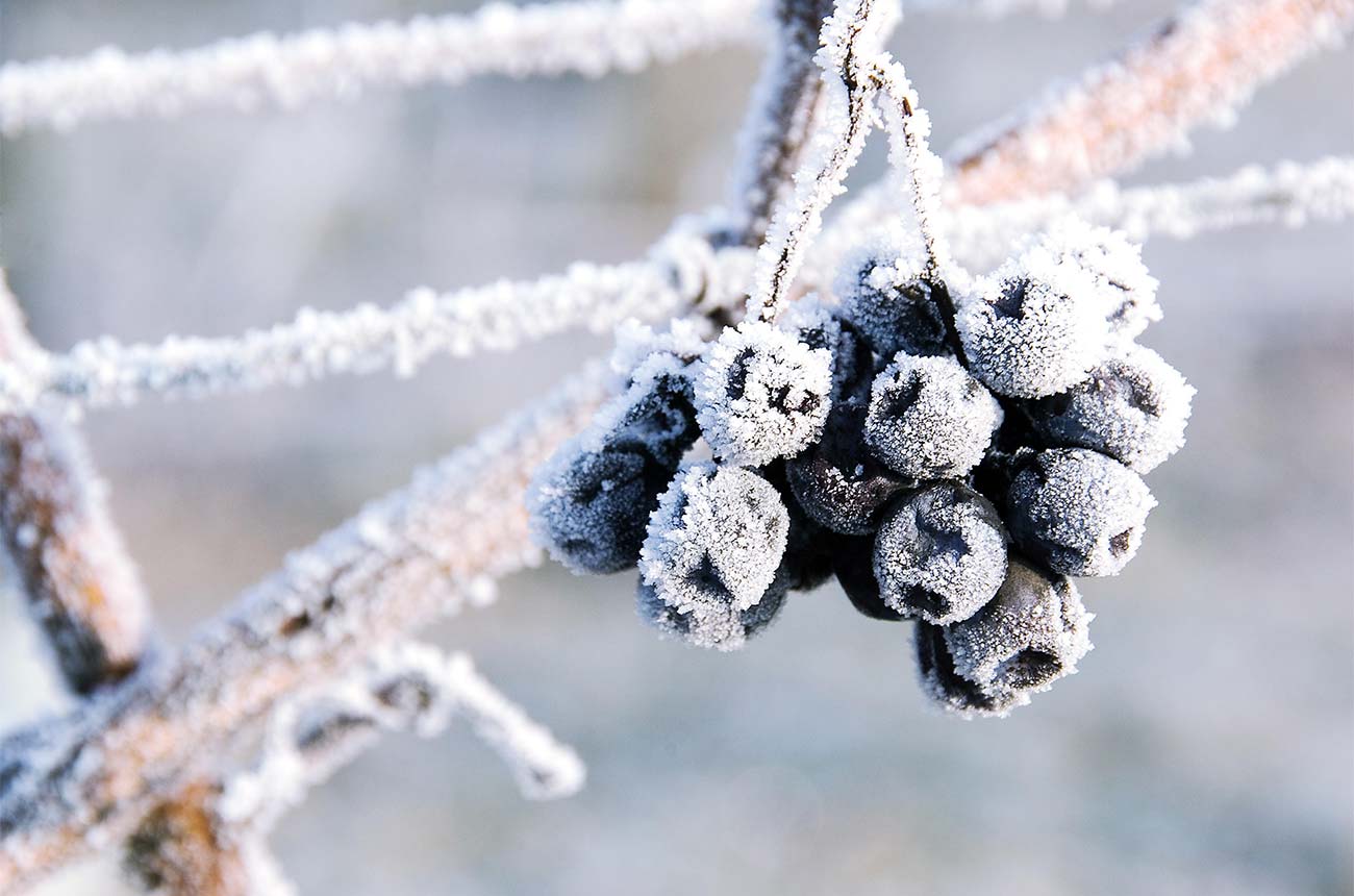 Eiswein 2019 grapes