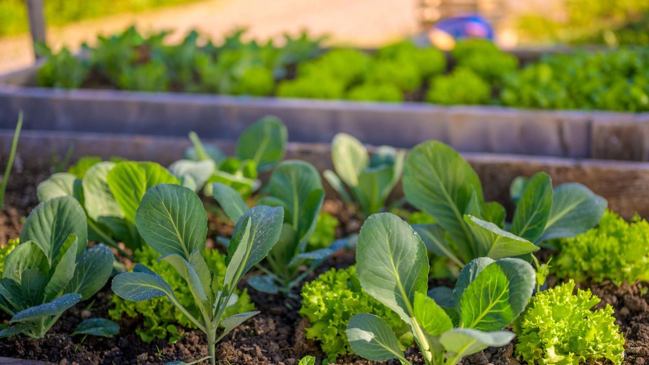 Vegetables and Lettuce Growing in Raised Bed Garden