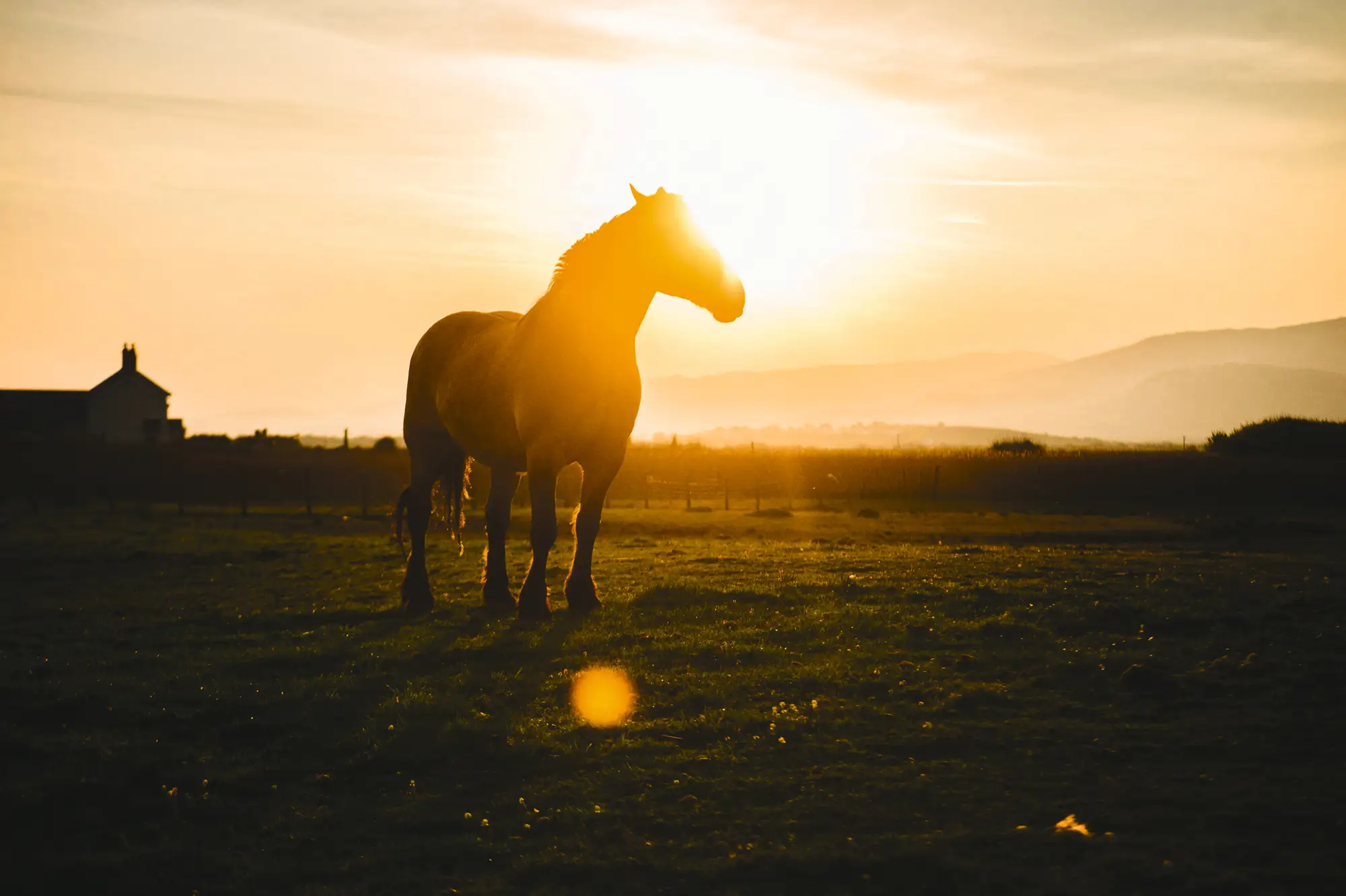 Sunrise over horses grazing the Dyfi valley on the southern edge of Snowdonia National Park in Mid Wales, UK