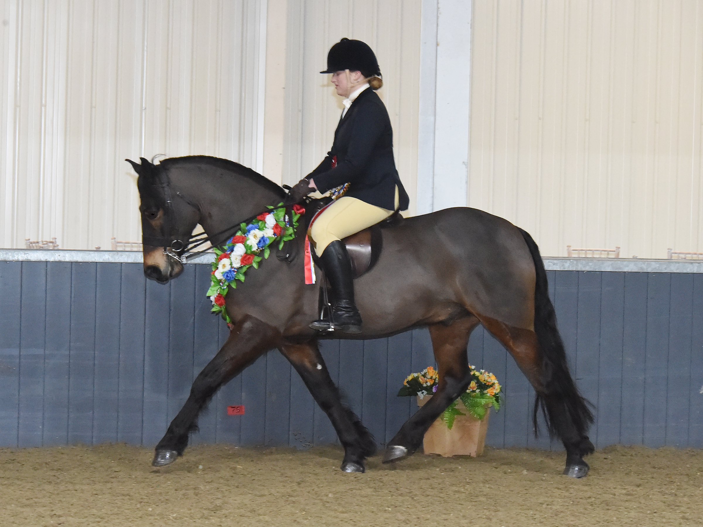 Ponies UK spring classic March 2019