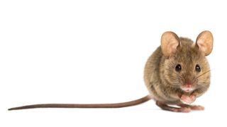 how to get rid of pests - a mouse white background