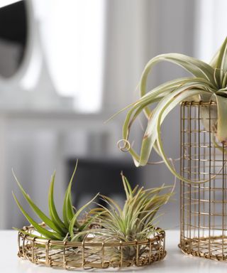A close up shot of air plants on a light wood table - two in a brown metal circular tray and one hanging in a tall cylinder metal pot, with a white window in the background