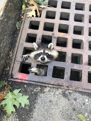 A raccoon is stuck in a sewer grate.