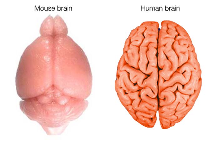 Mouse and human brain compared