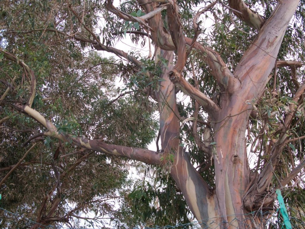 Dying Eucalyptus Trees What Diseases Affect A Eucalyptus Tree