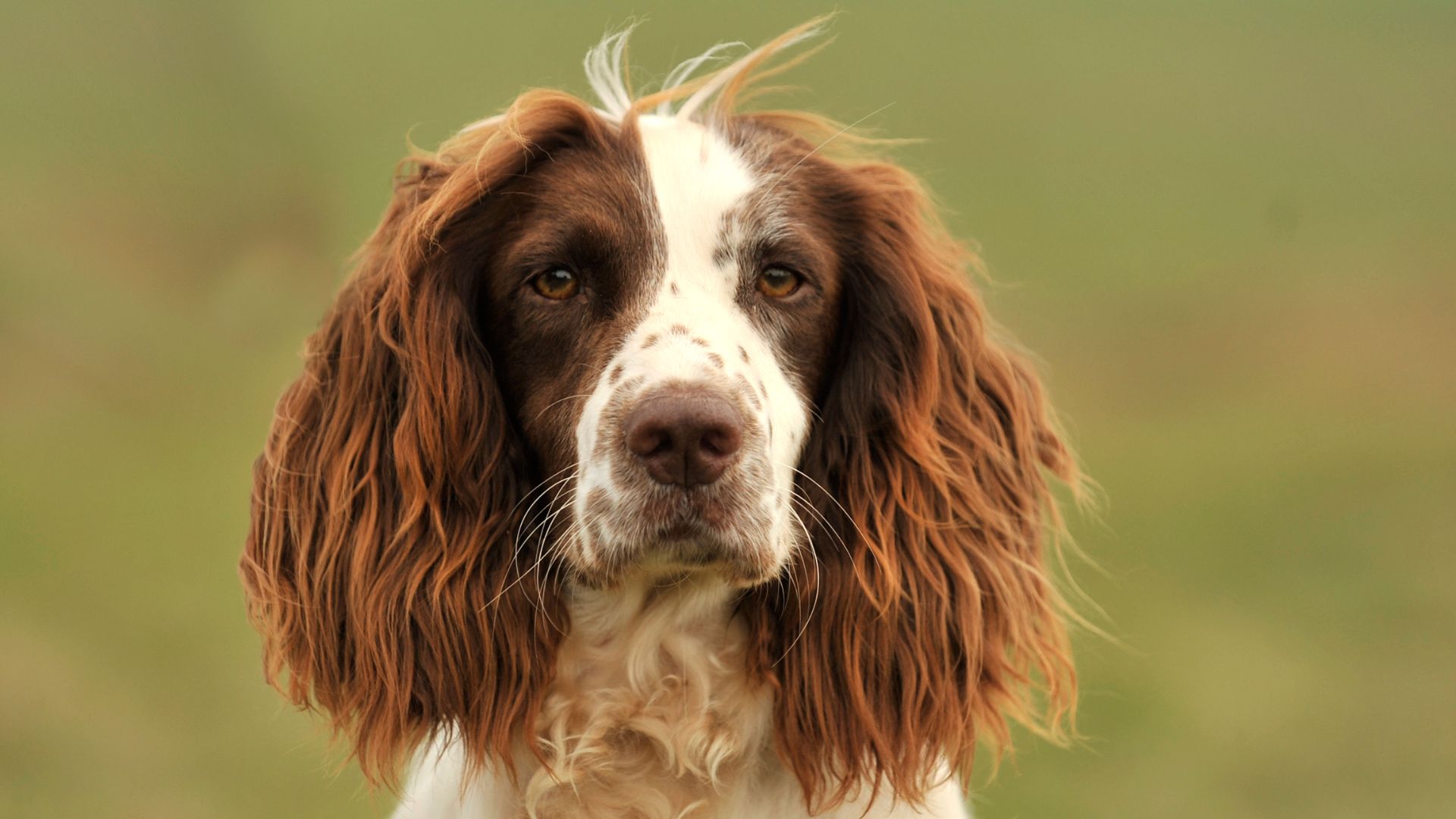 Profile of an English Springer Spaniel