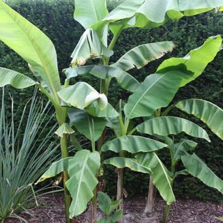 Japanese banana plant