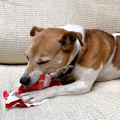 room with dog and ruff wrap