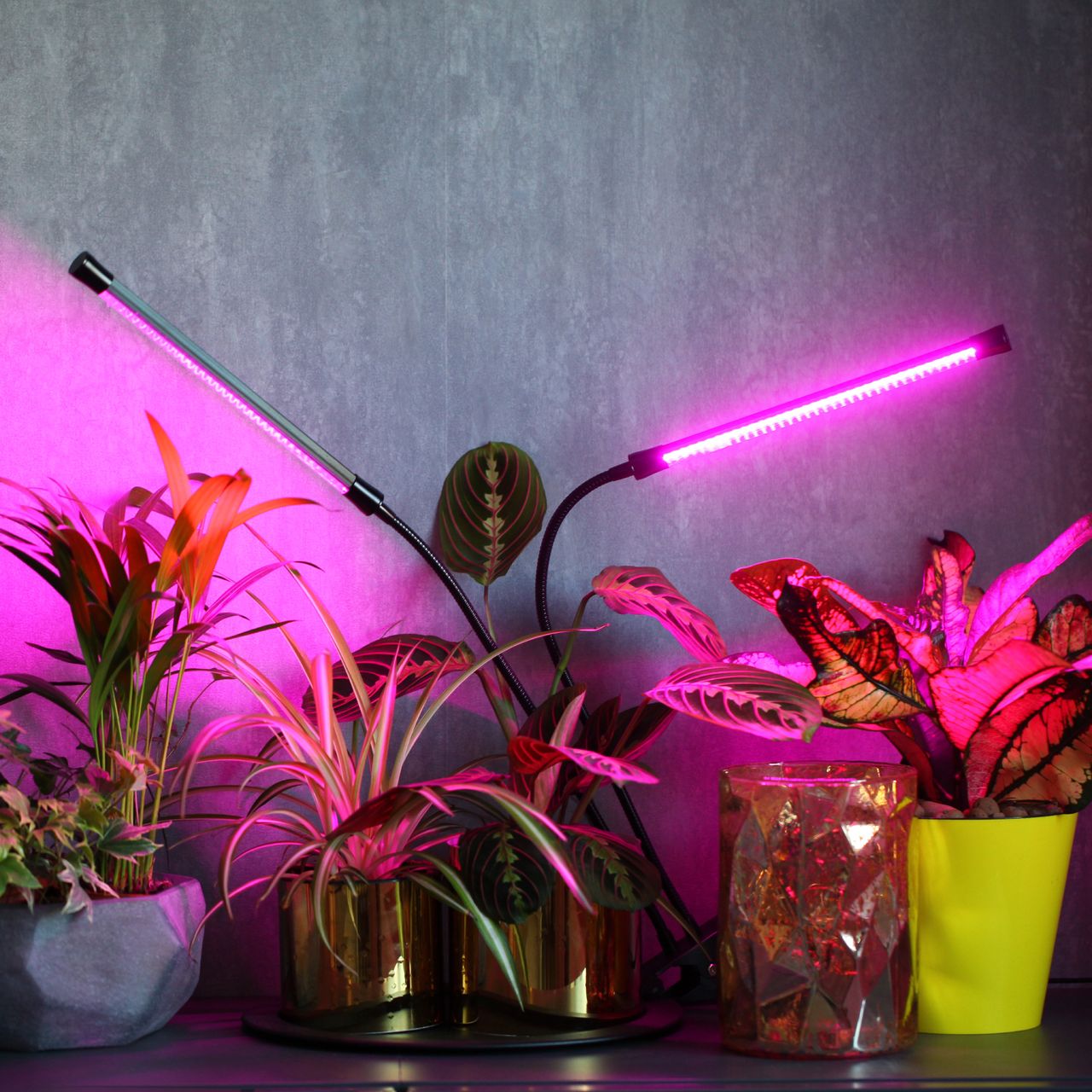 LED grow lights and houseplants