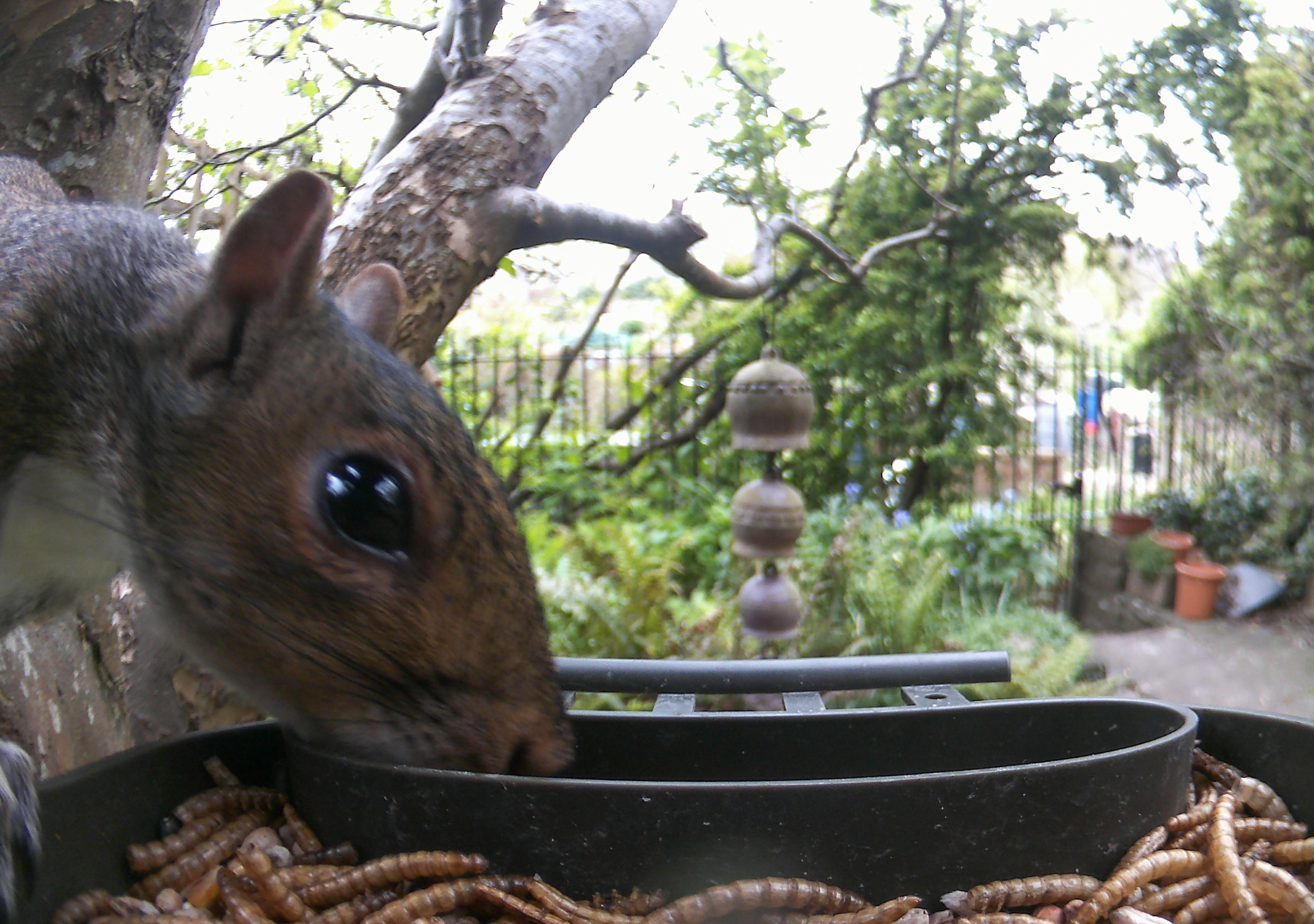 Sample photo taken with Technaxx Bird Feeder Camera