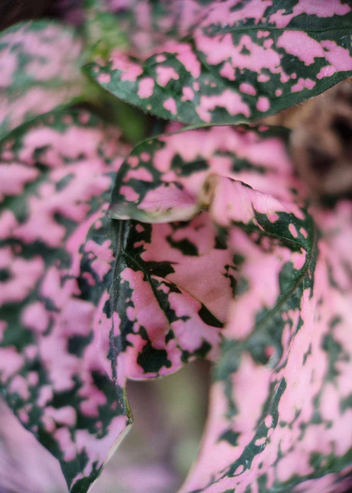 Moment Macro 10x lens review