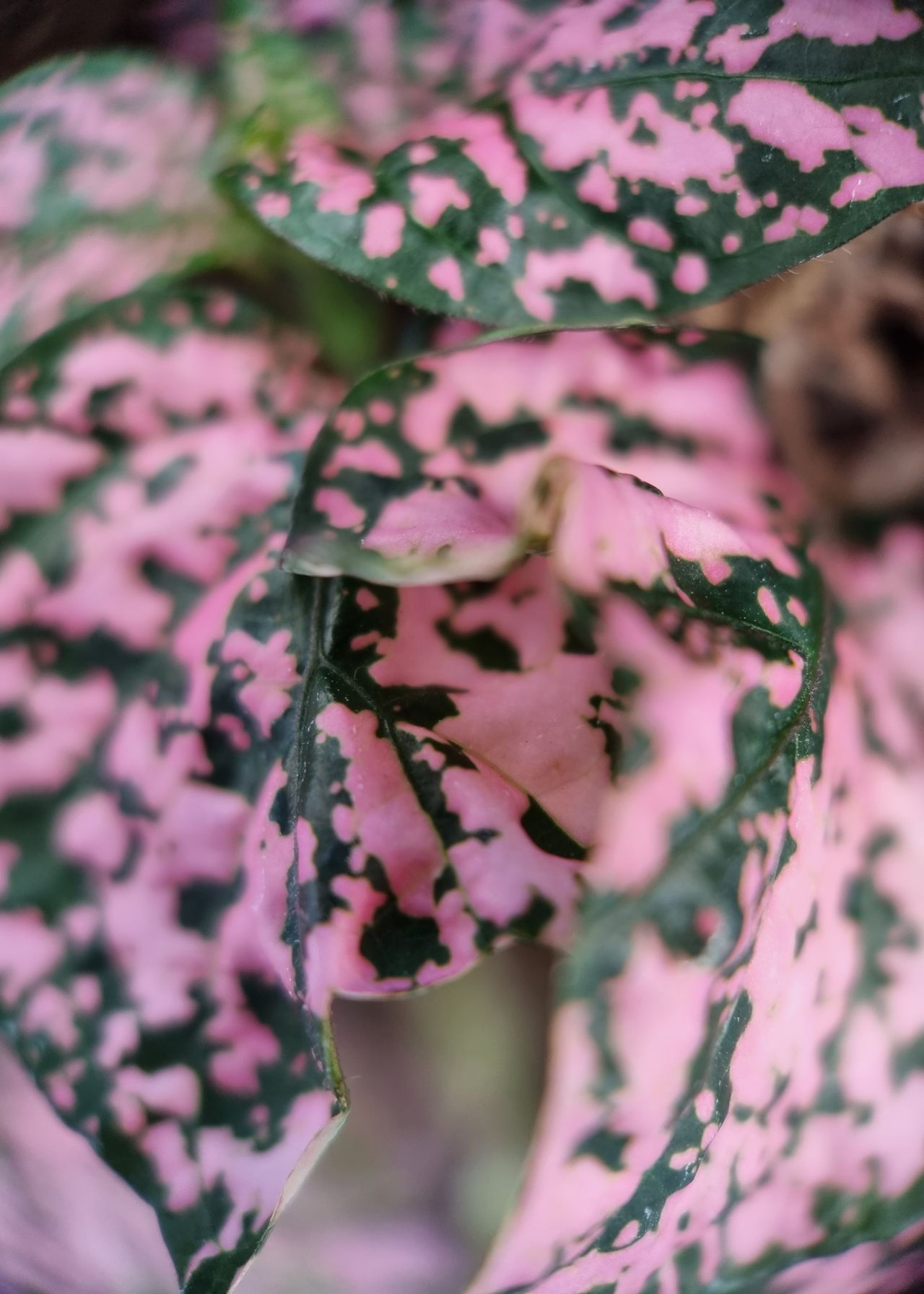 Moment Macro 10x lens review